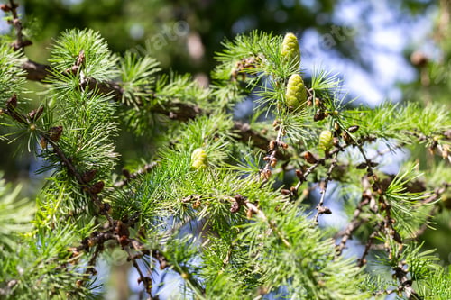 Preview: Young green cones on branches larch with needles in park in sun rays, selective focus.
