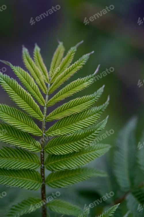 Preview: A branch with young leaves in natural conditions in spring.