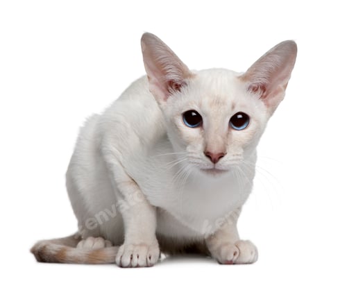 Preview: Siamese kitten, 5 months old, sitting in front of white background