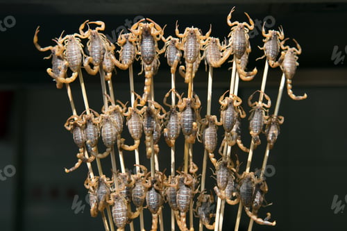 Preview: Grill and fried scorpions on stick