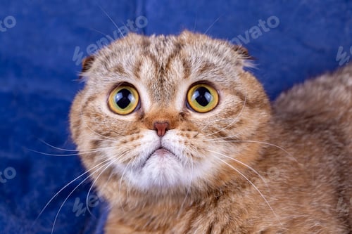 Preview: Tabby scottish fold cute cat