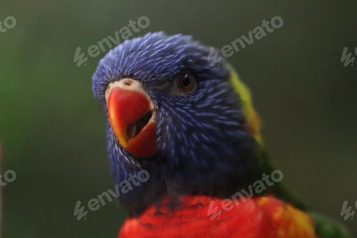 Preview: bird, colorful, parrot, lorikeet, green, blue, rainbow, beak, red, yellow, parakeet, feather, orange
