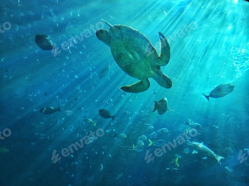 Preview: Turtle beach Under the blue sea