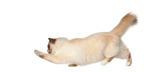 Preview: Birman cat jumping and reaching for something on white background