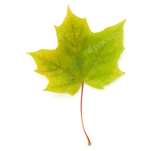 Preview: colorful autumn maple leaf isolated on white