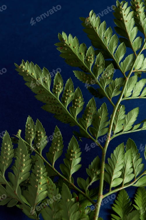 Preview: Fern presented on a dark blue background with copy space. Beautiful natural layout. Flat lay
