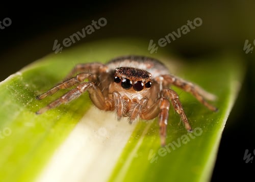 Preview: Close Up of Jumping Spider on Leaf