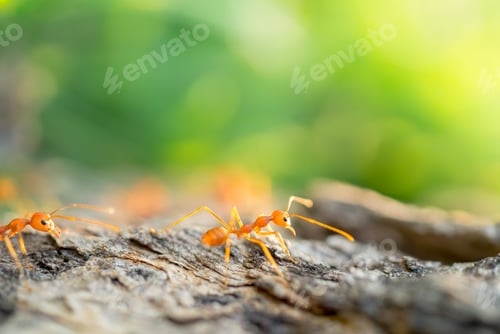 Preview: Ant in the small world following the leader