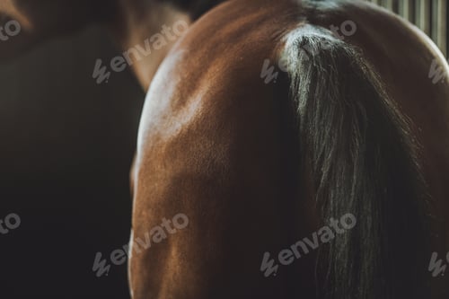 Preview: Horse Back and Tail