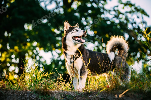 Preview: Young Happy Husky Eskimo Dog Sitting In Grass Outdoor
