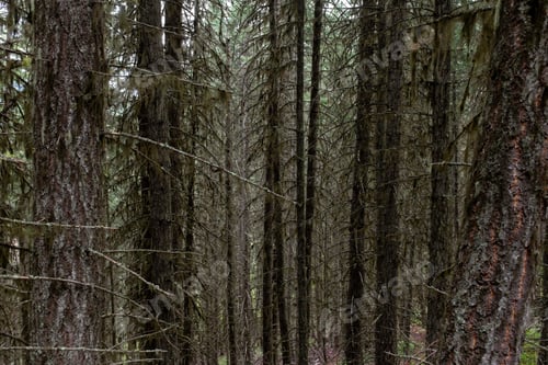Preview: darkness, forest, horror, spooky