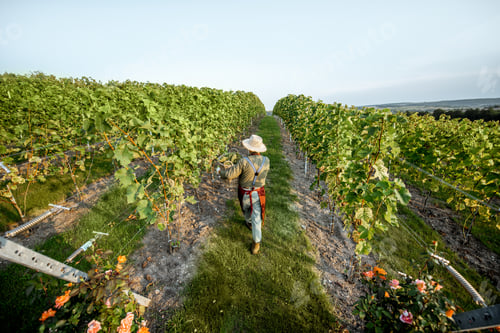Preview: Vineyard with man harvesting grapes