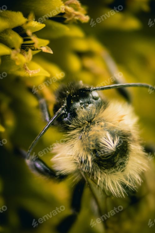Preview: Bugs & Insects