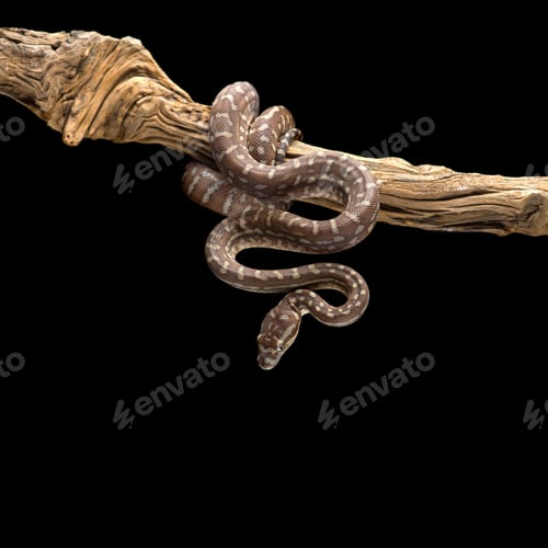 Preview: Jungle Carpet Python hanging on a branch isolated on black background