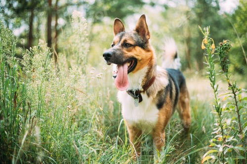 Preview: Funny Mixed Breed Dog In Green Grass. Lovely Pet
