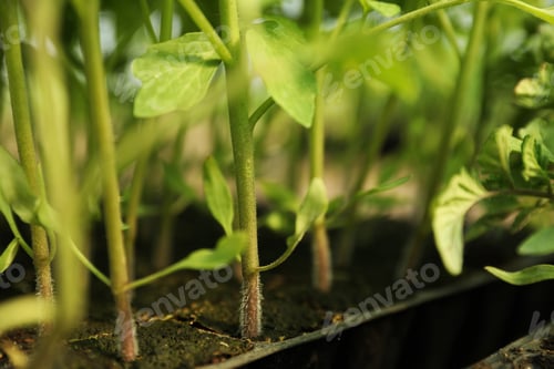 Preview: Many green tomato plants in seedling tray on table, closeup