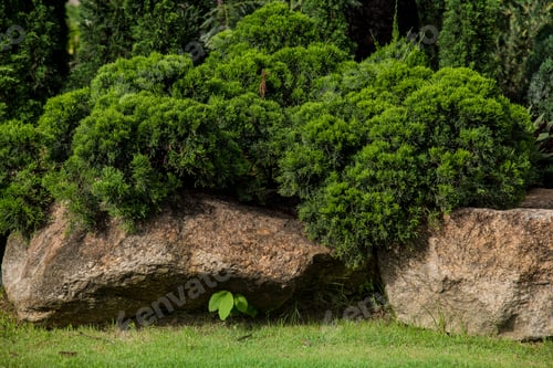 Preview: In the park. Green shrub and rock.