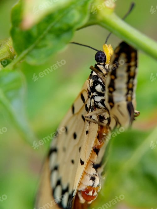 Preview: acraea terpsicore life cycle