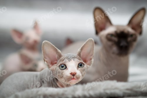 Preview: Sphynx kitten with mother