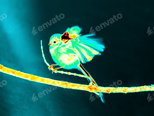 Preview: Infrared Thermal Image of Long Tiled Tit