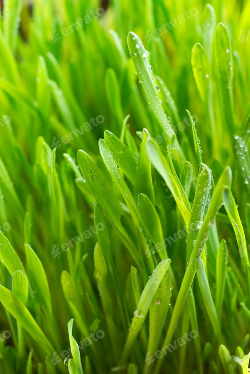 Preview: Fresh Green Grass with Drops Dew isolated on white with copy space