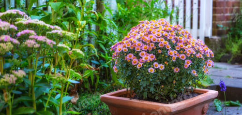 Potted Flowers Add Color to Walkway Setting
