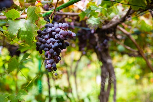 Preview: Organic Bunches of Grapes for Wine Production Growing At Vineyard