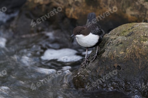 Preview: White-throated dipper (Cinclus cinclus)