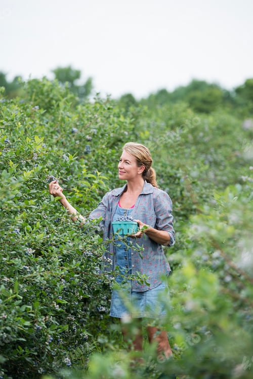 Preview: An organic fruit farm. A woman picking the berry fruits from the bushes.