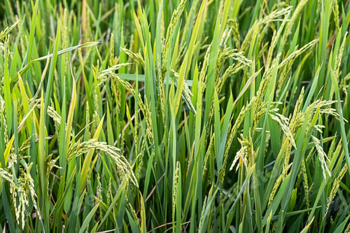 Preview: Ears of rice on rice plantation, close up. Agriculture industry background.