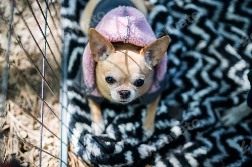 Preview: Dog outside camping