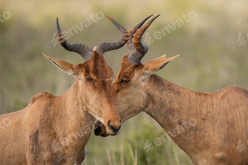 Preview: Two hartebeest standing