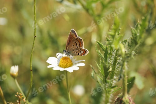 Preview: Beautiful butterfly on chamomile flower outdoors, closeup
