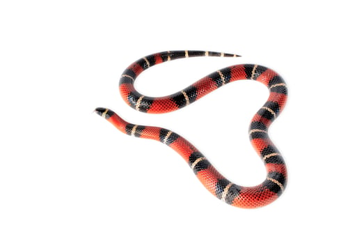 Preview: Nelsons Milksnake