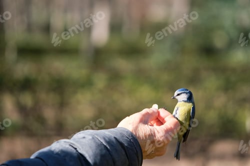 Preview: A Eurasian blue tit, Cyanistes caeruleus, eating almond from a person hand.