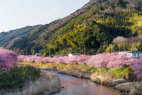 Preview: Sakura tree and river