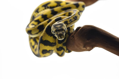 Preview: The carpet tree python isolated on white background