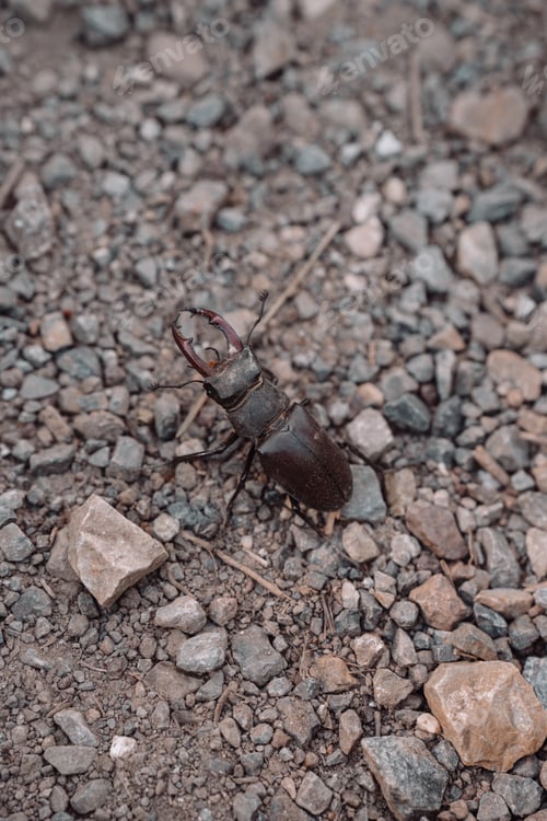 Preview: Beetle