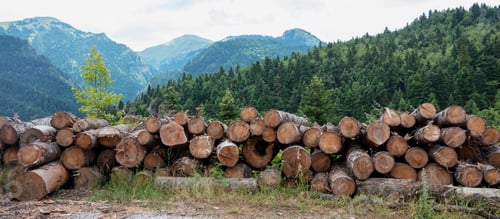 Preview: Wood log stack, timber winter stock. Firewood storage in forest background. Round tree trunk cut