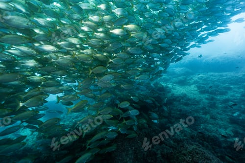 Preview: School of fish the Mediterranean sea, sea breams Sarpa salpa, Benidorm, Spain