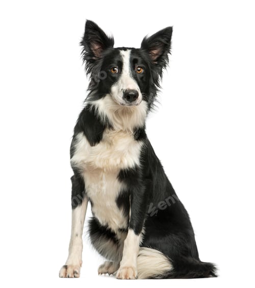 Preview: Border Collie sitting in front of a white background