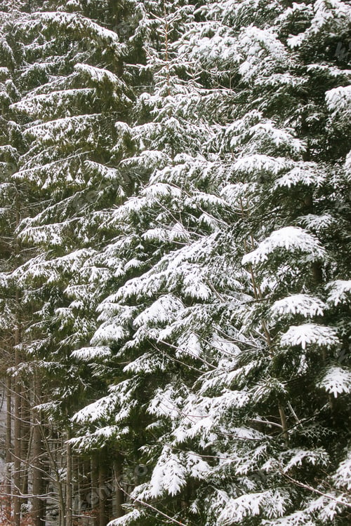 Preview: Winter tree covered with snow