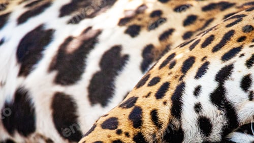 Vista previa: Closeup of Spotted Jaguar Animal Fur