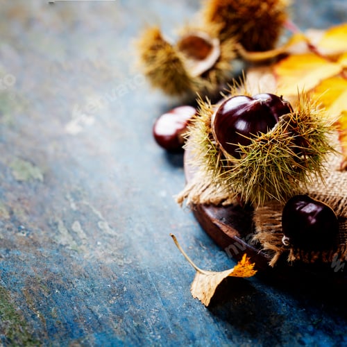 Preview: Autumn concept with Chestnuts and leaves
