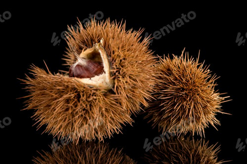 Preview: Chestnuts on a black reflective background