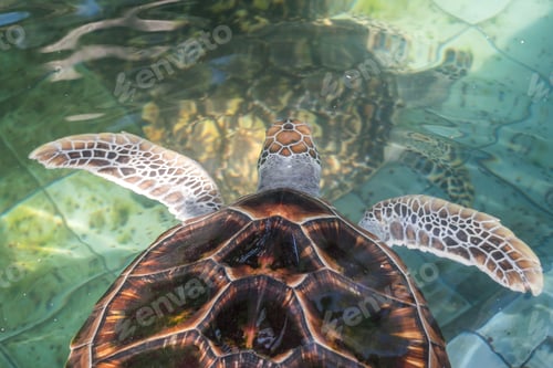 Preview: The sea turtle swims in the treatment pool for conservation