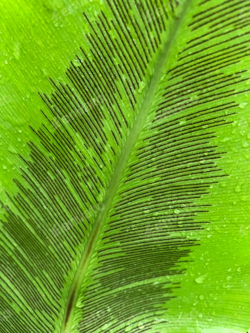 Preview: Tropical plant leaf