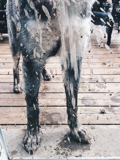 Preview: Dirty muddy dog standing outside patio door wanting to come inside