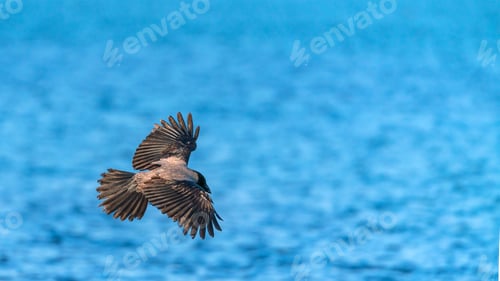 Preview: Crow bird in flight by the sea
