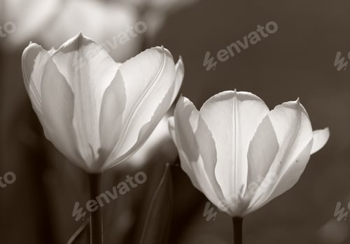 Preview: Tulip Blossom Pair in Monochromatic Still Life